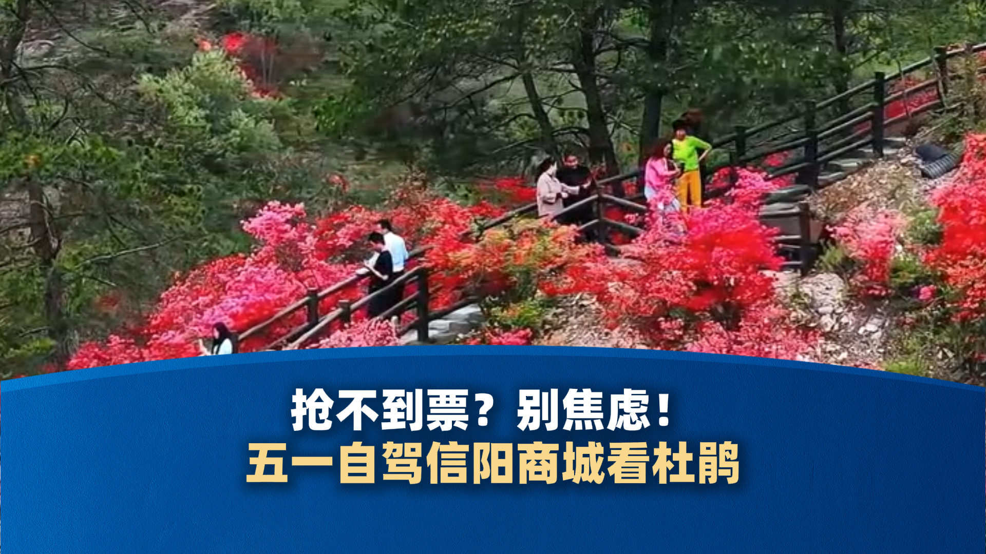抢不到票？别焦虑！五一自驾信阳商城看杜鹃