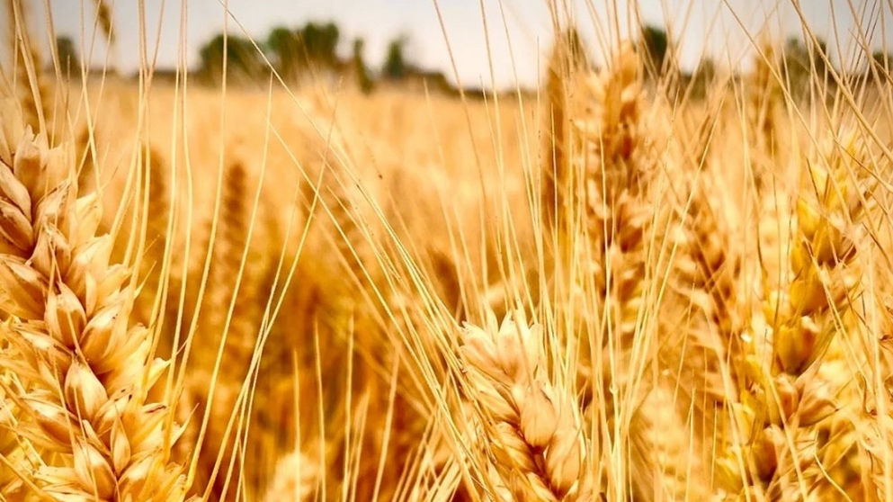 麦子熟了快抢收！未来三天河南大部天气晴好