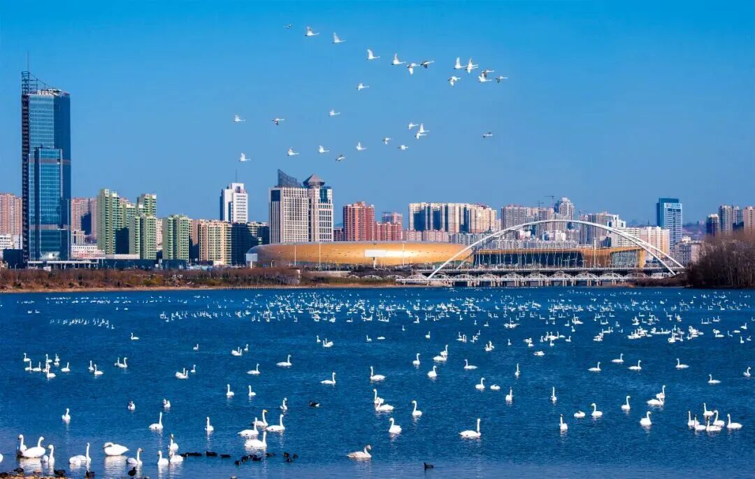 @河南人！坐高铁打卡“天鹅湖”，多个景区限时优惠！