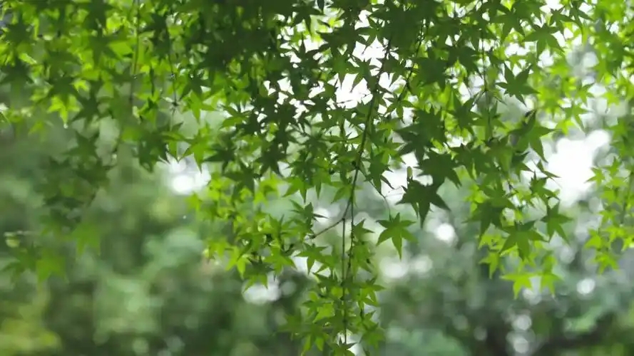 本周末，河南高温“缺席”，最高26-28℃！有阵雨！