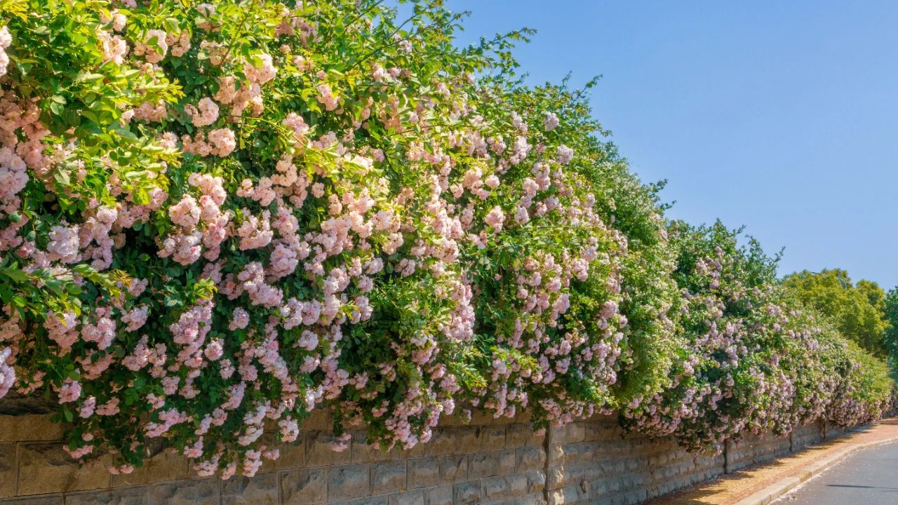 美翻了！鄭州最長薔薇花墻進入盛花期！