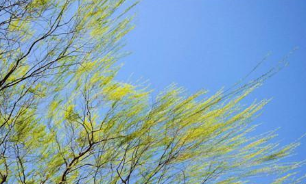 阵风7级！最低气温7℃！河南大风降温再“上线”