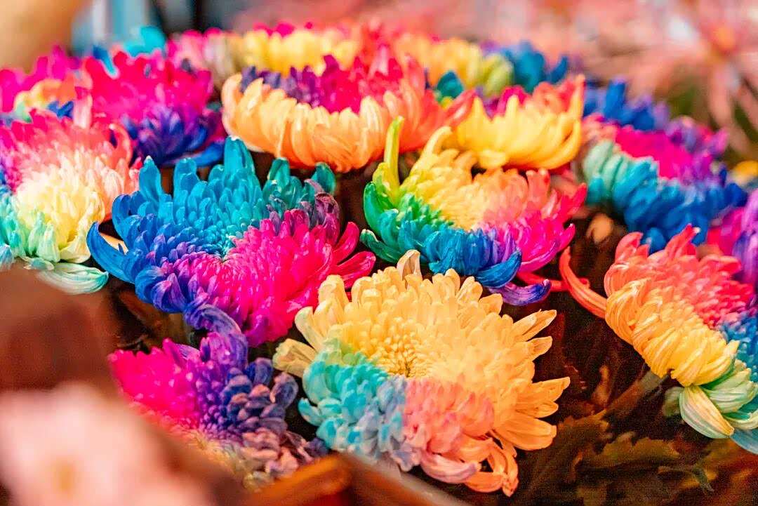 最后两天！百万菊花初冬绽放中，错过等明年！