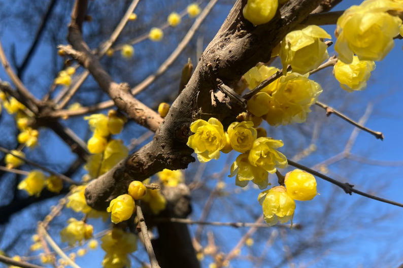 不用门票！香气四溢！郑州这些公园能赏蜡梅→