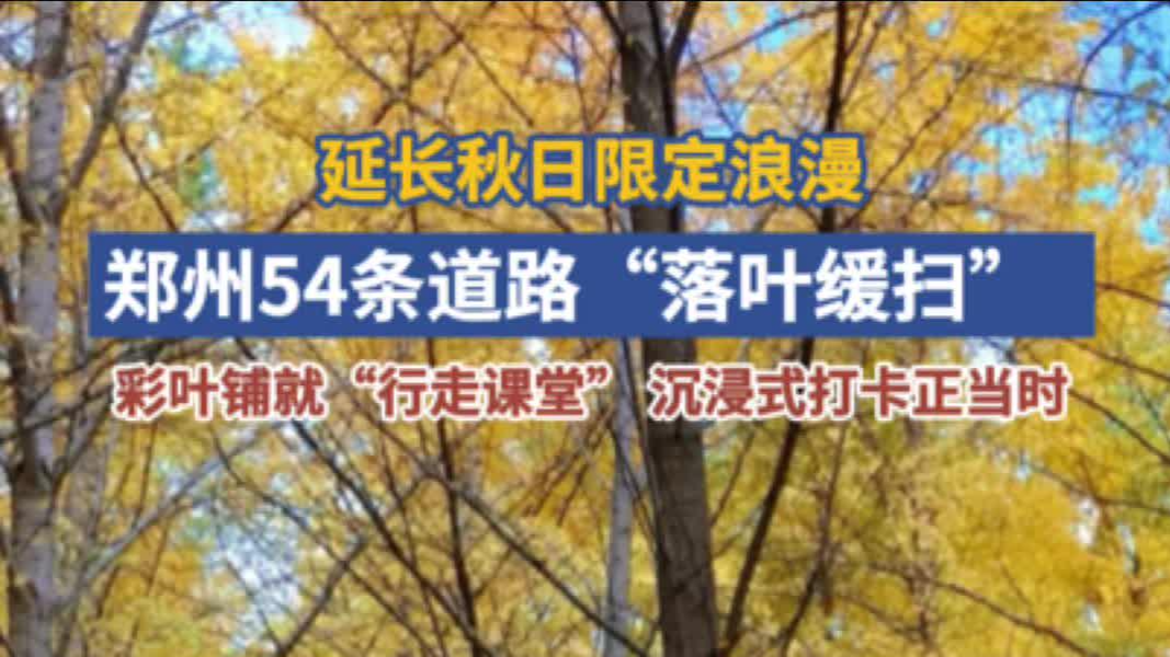 郑州54条道路“落叶缓扫” 让秋日浪漫久驻街头