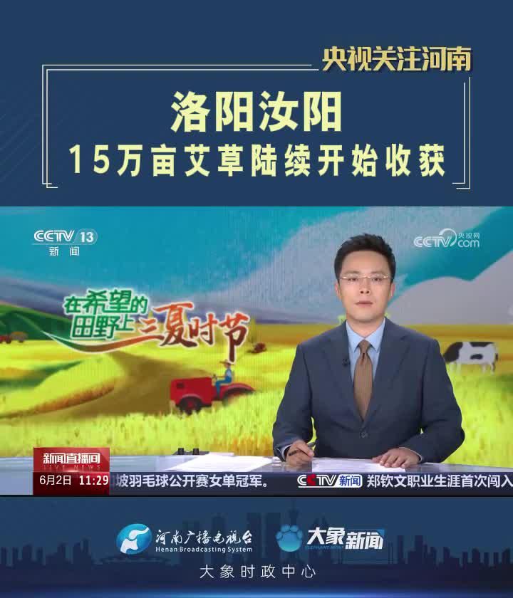 【央視關(guān)注河南汝陽】15萬畝艾草陸續(xù)開始收獲