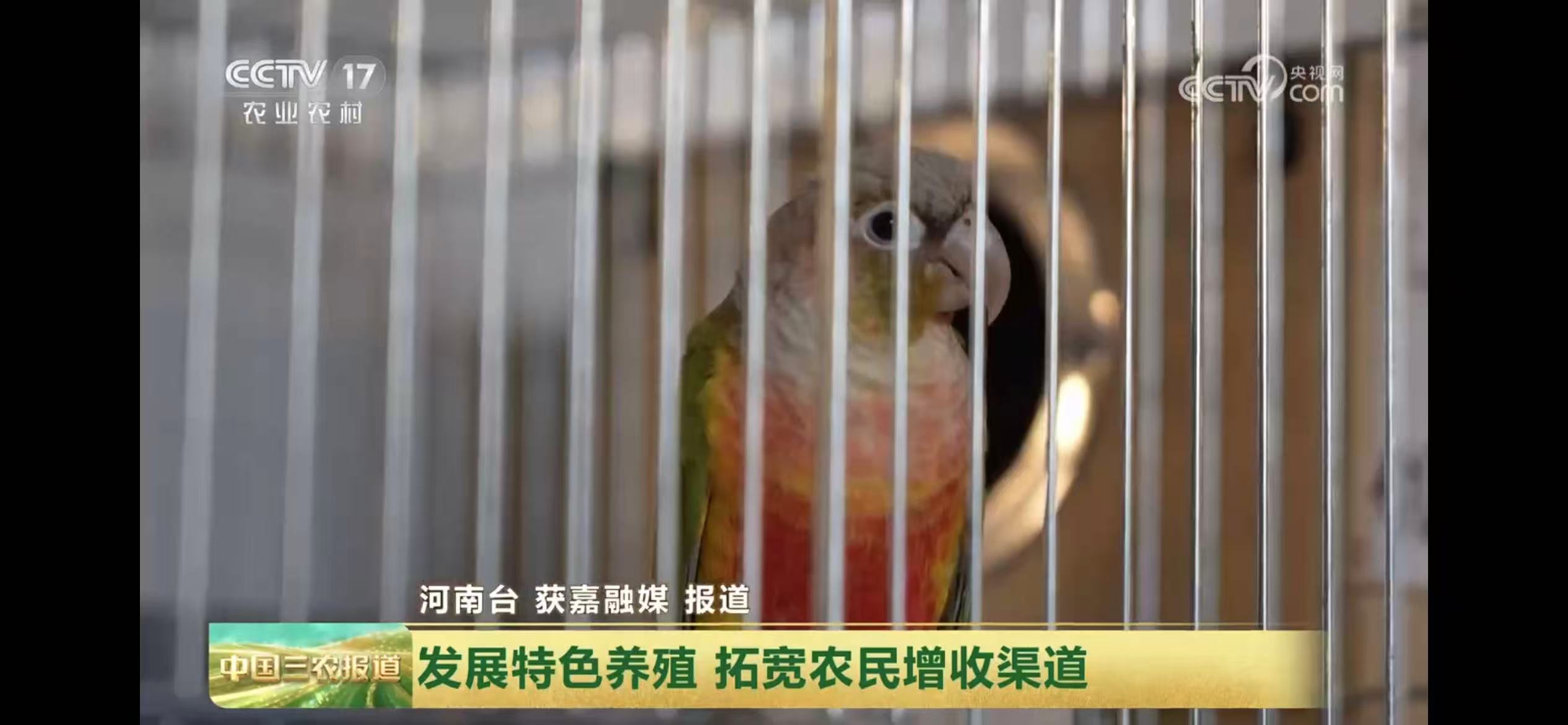【央视关注河南获嘉】 发展特色养殖   拓宽农民增收渠道