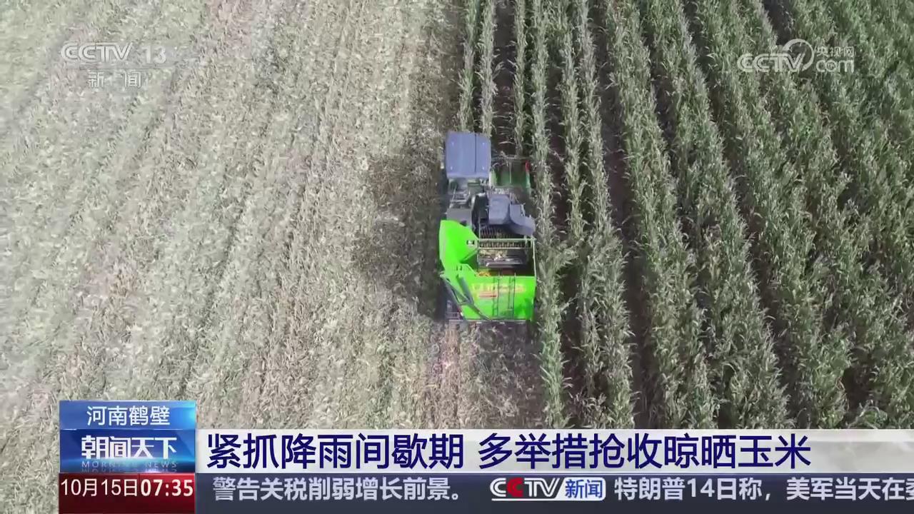 【央视关注河南鹤壁】 紧抓降雨间歇期 多举措抢收晾晒玉米