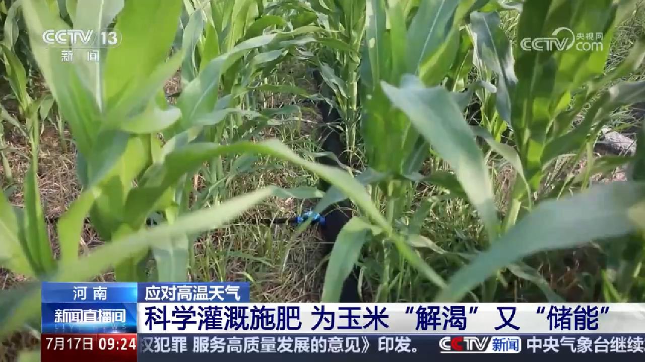 央媒看河南 | 关注河南积极应对高温天气 科学管理农田作物等内容