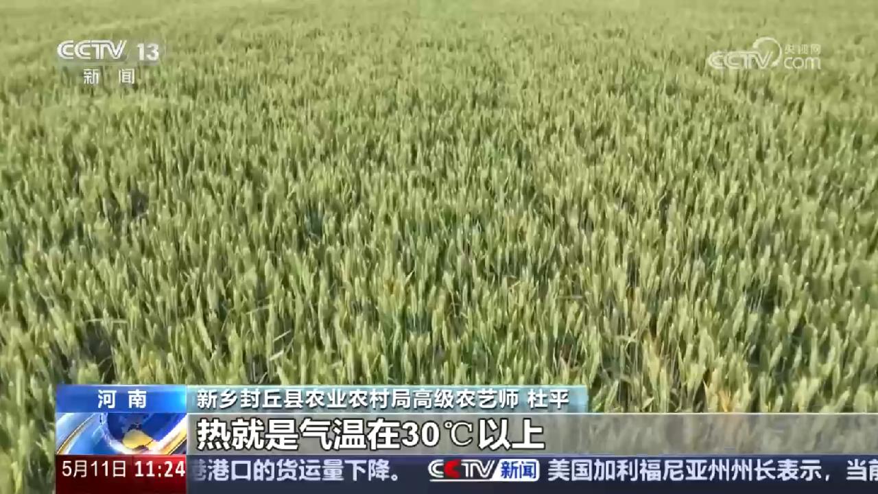 央媒看河南 | 關(guān)注河南預(yù)防干熱風(fēng)給小麥帶來的危害等內(nèi)容