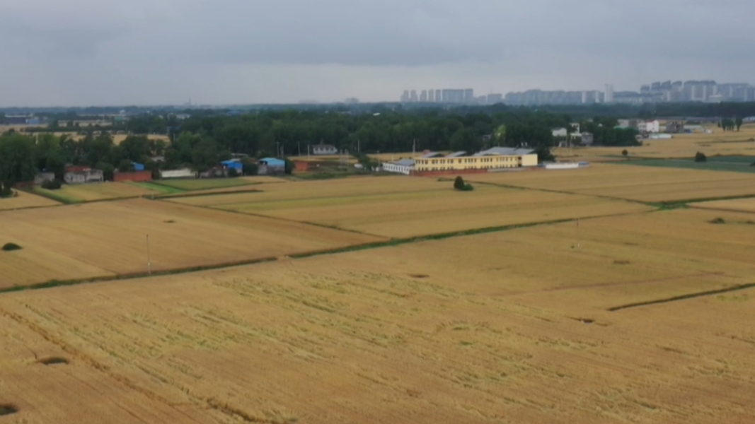 河南“三夏”大幕即将拉开 各地小麦成熟期出炉