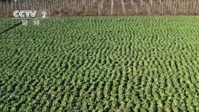 央媒看河南|關(guān)注河南冬季蔬菜采收等內(nèi)容