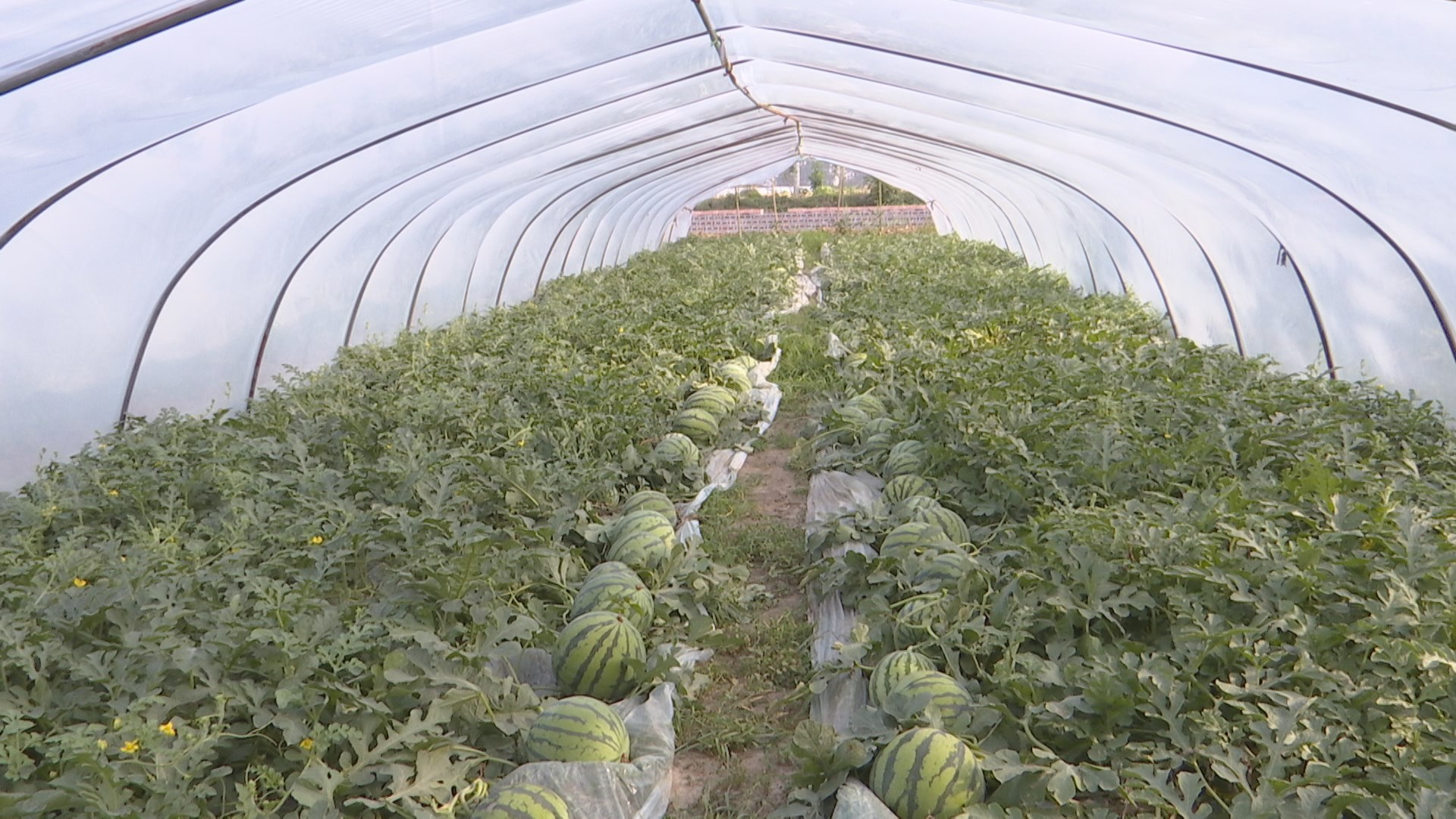 据了解,燕辉家庭农场西瓜种植基地负责人郑燕辉,已有8年种植西瓜的