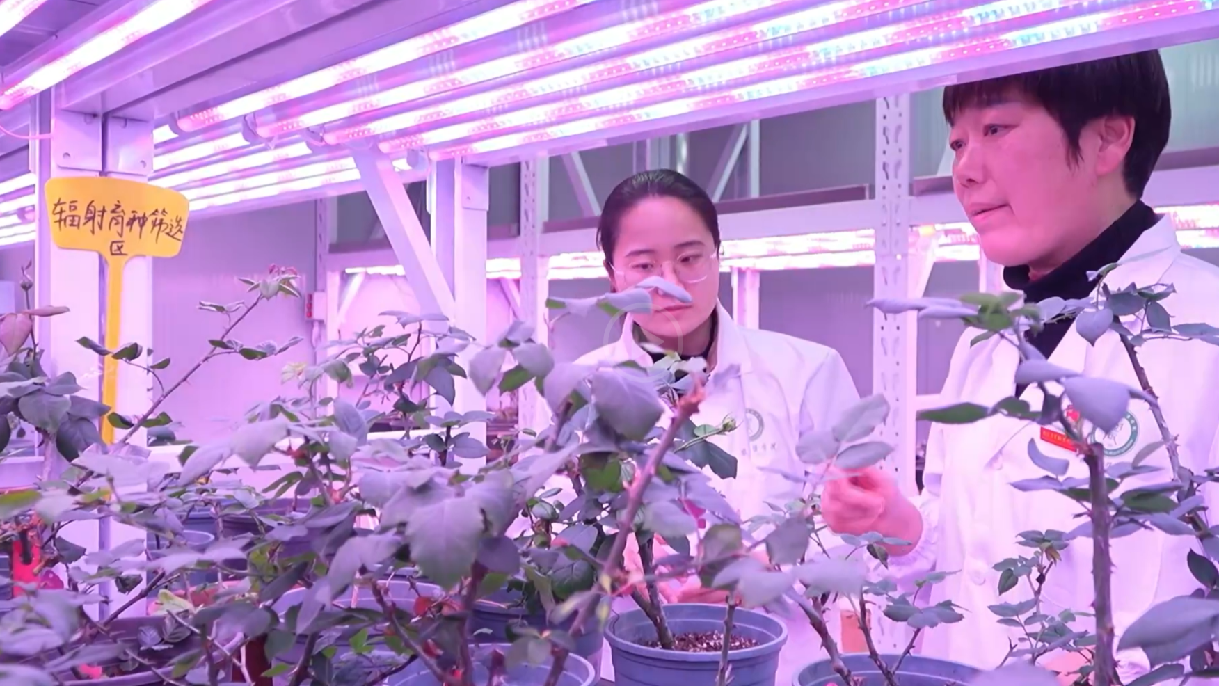 【在央广听河南】南阳月季种子“飞天”归来，产业升级注入航天动能