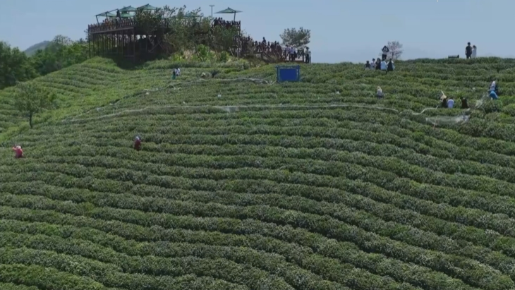 【在央廣聽河南】信陽：文旅融合開啟茶鄉(xiāng)消費新體驗