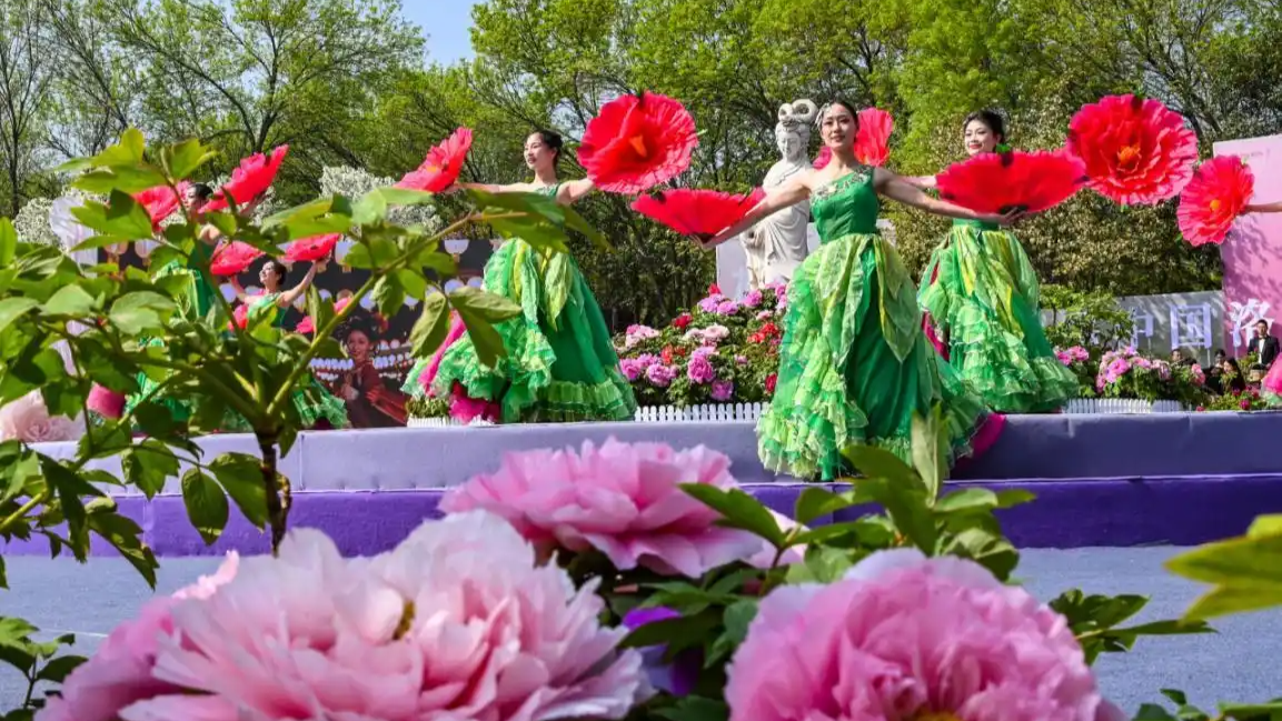 【在央廣聽(tīng)河南】一路繁花向洛陽(yáng) 第43屆中國(guó)洛陽(yáng)牡丹文化節(jié)今日啟幕