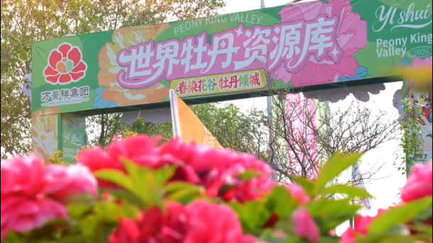 【在央廣聽河南】洛陽：牡丹種質(zhì)資源保護再擴容，15個牡丹品種獲正式命名