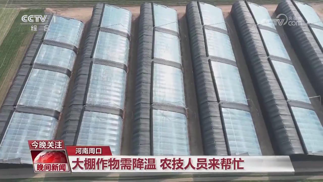 【央视关注周口】大棚作物需降温 农技人员来帮忙