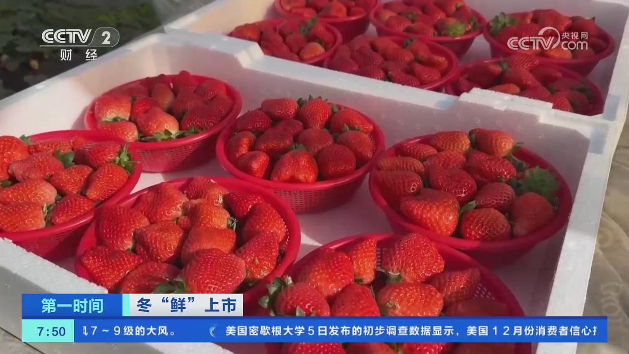 【央视关注河南郑州】头茬草莓抢“鲜”上市