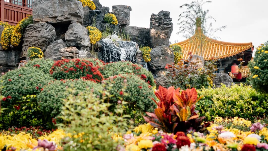 重阳送福利！清明上河园邀银发族免费赏菊！