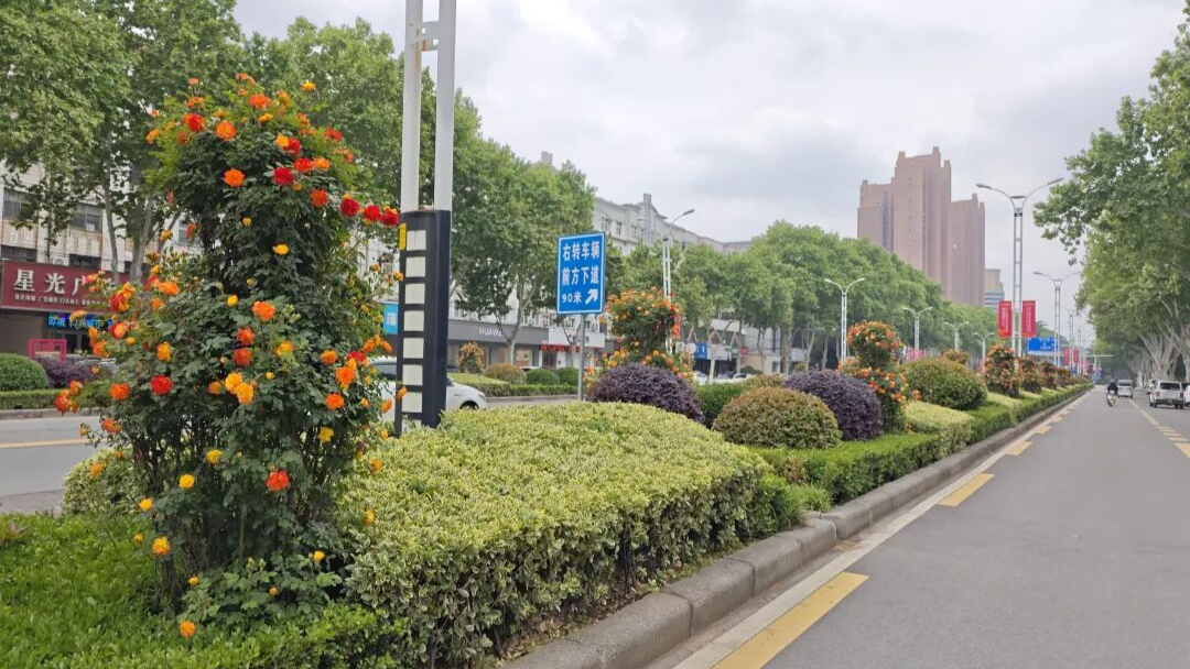 漯河：月季花开满街香  春日街头人心醉