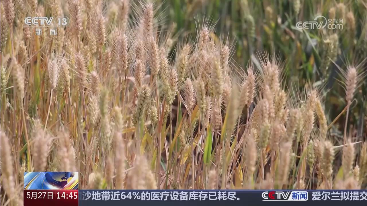 【央視關(guān)注河南濮陽】備戰(zhàn)麥?zhǔn)?AI賦能“三夏”生產(chǎn)
