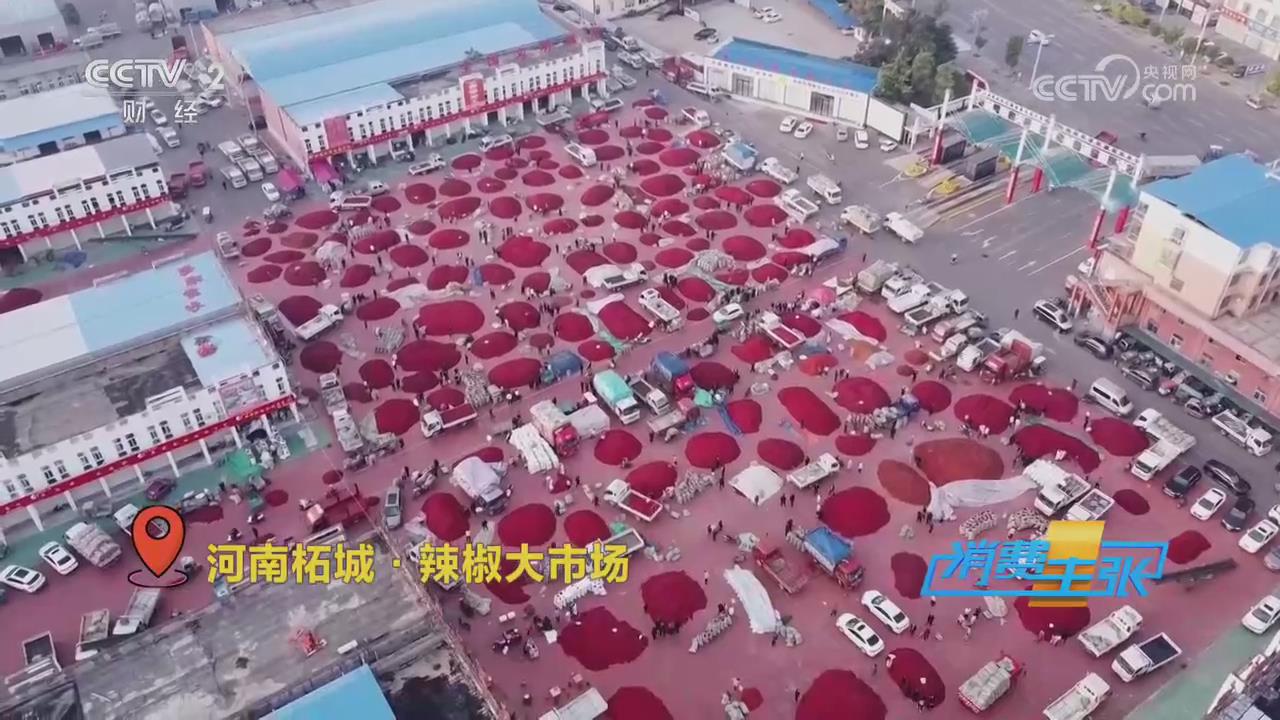 【央視關注河南柘城】小辣椒撬動大產業
