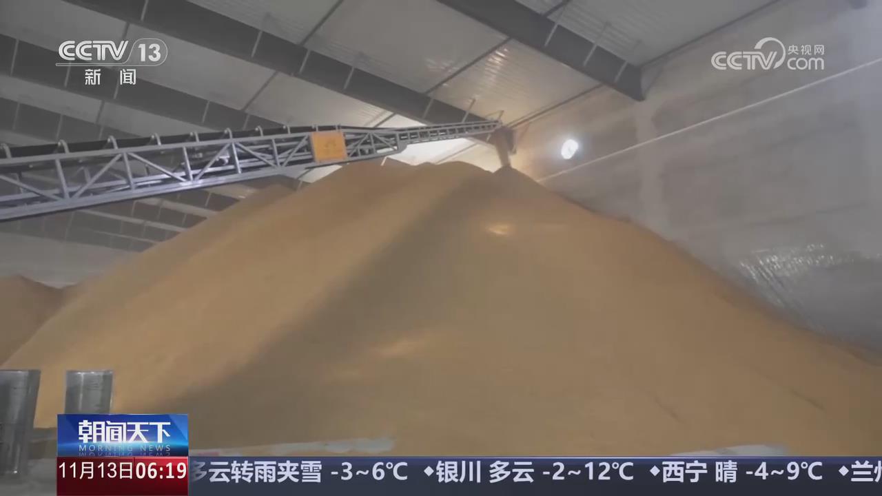 【央视关注河南】多举措护航秋粮收购 稳市场预期