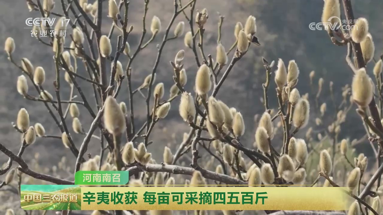 【央視關注河南南召】辛夷收獲 每畝可采摘四五百斤