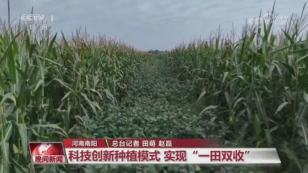 【央视关注河南南阳】科技创新种植模式   实现 “一田双收”