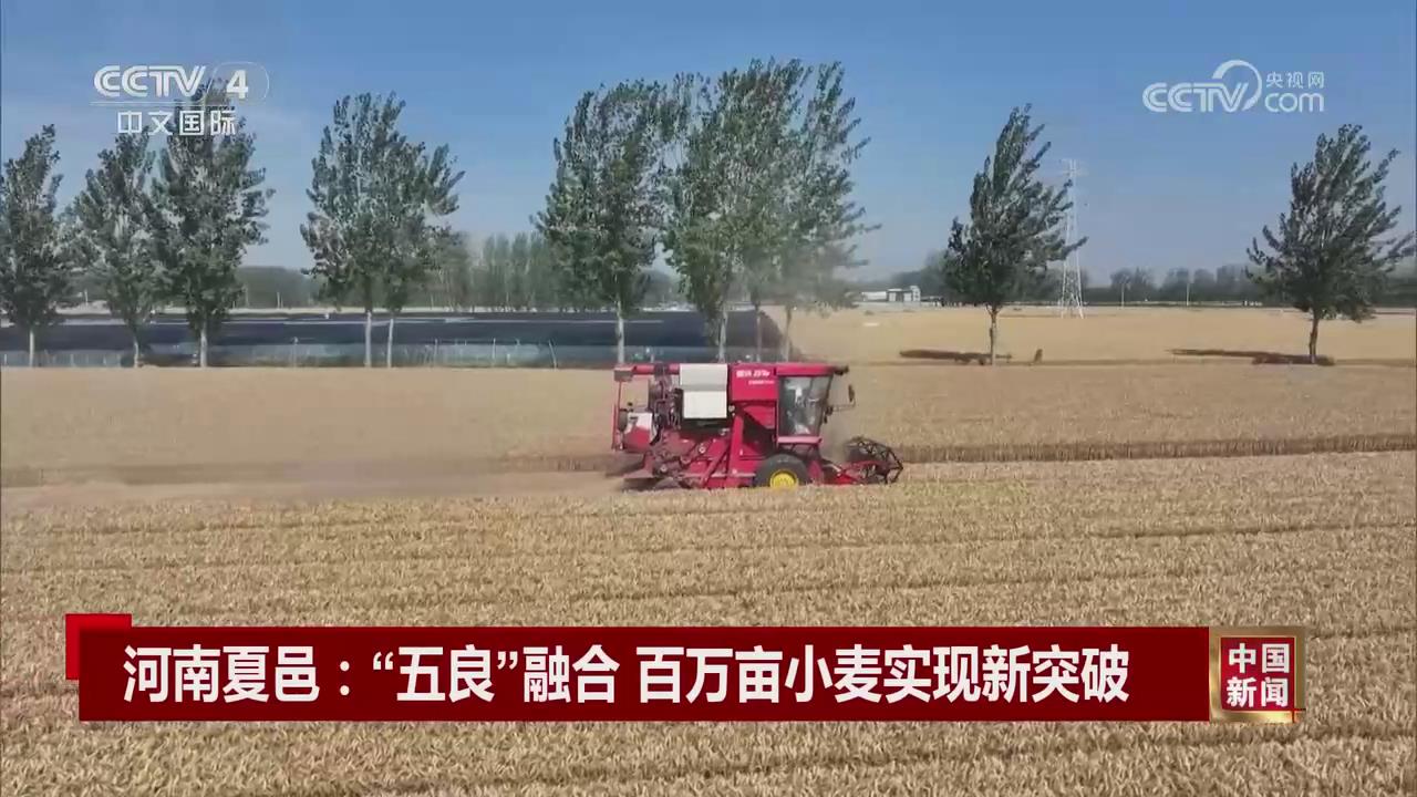 【央视关注河南夏邑】“五良”融合 百万亩小麦实现新突破
