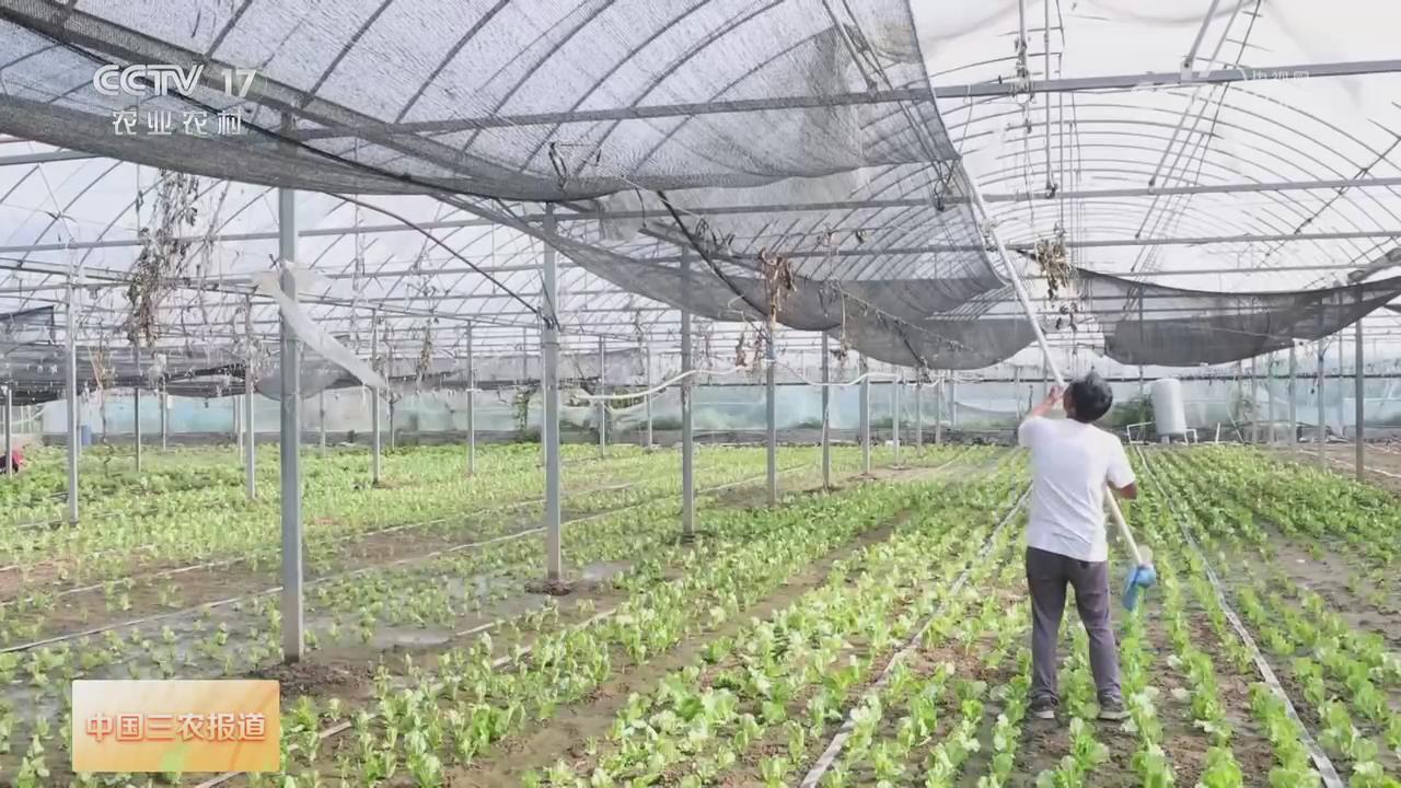 【央视关注河南滑县】搭盖遮阳网为蔬菜大棚降温