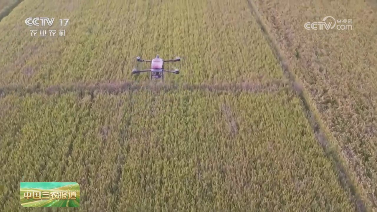 【央視關(guān)注河南原陽】推廣新技術(shù) 水稻收獲冬小麥播種同步進行