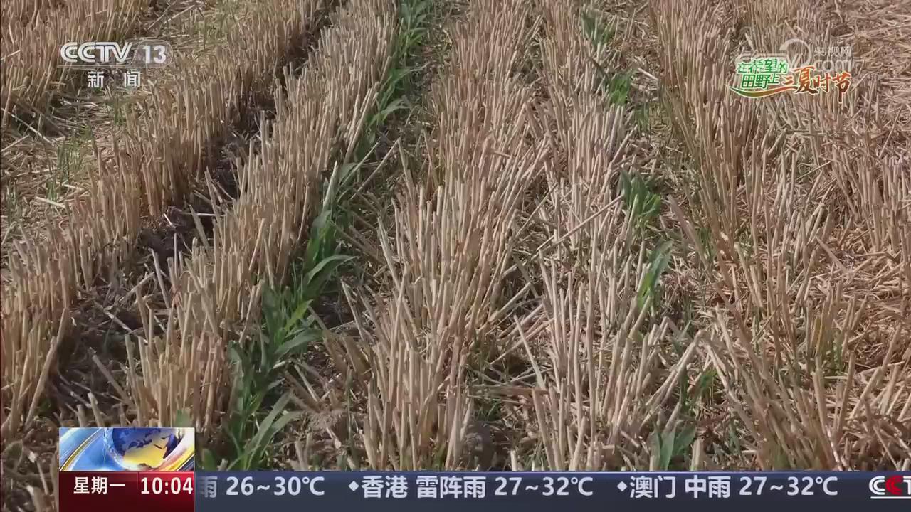 【央視關(guān)注河南滑縣】120多萬(wàn)畝玉米陸續(xù)出苗 加強(qiáng)田管促豐收