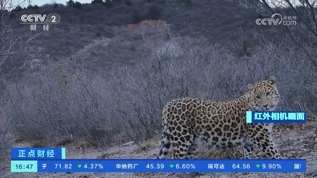 【央視關注河南焦作】紅外相機拍攝到華北豹活動畫面