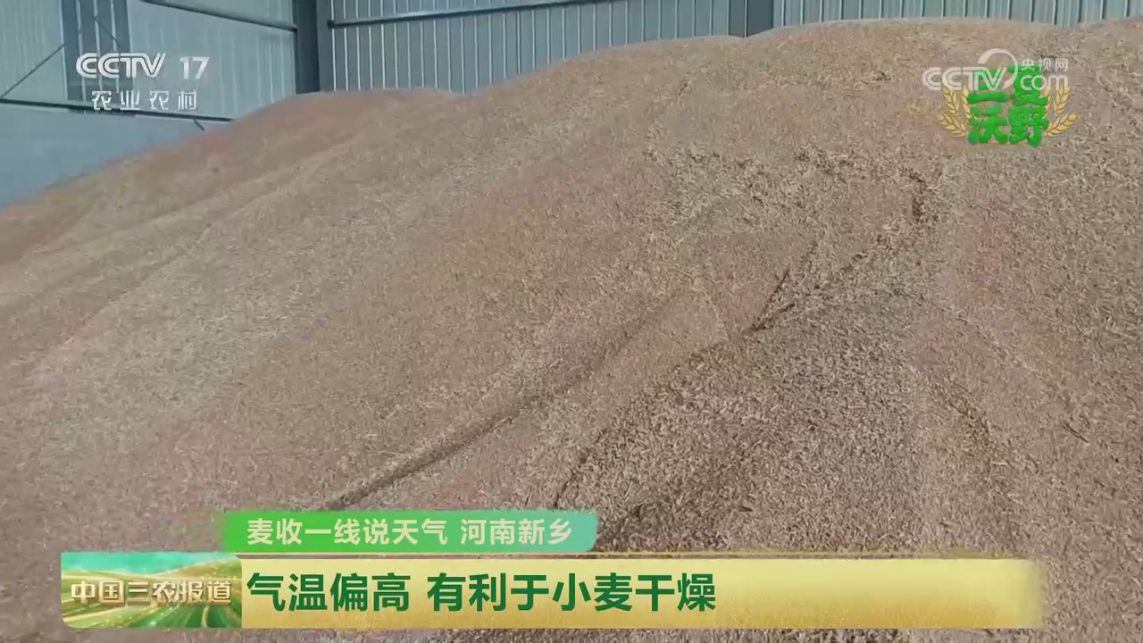 【央视关注河南新乡】气温偏高 有利于小麦干燥