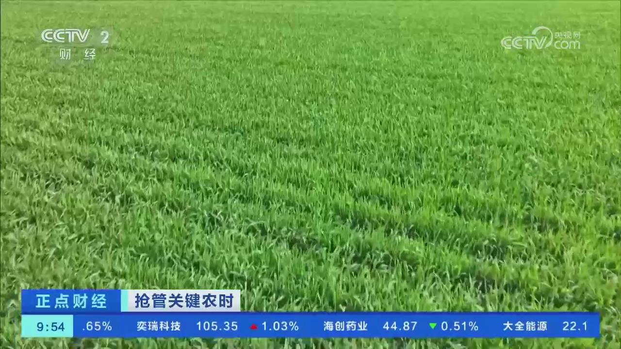 【央視關(guān)注河南漯河】240萬畝小麥進(jìn)入生長(zhǎng)關(guān)鍵期 科學(xué)田管促豐收