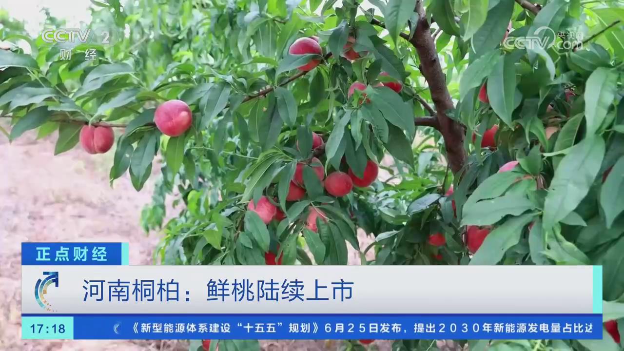 【央视关注河南桐柏】鲜桃陆续上市