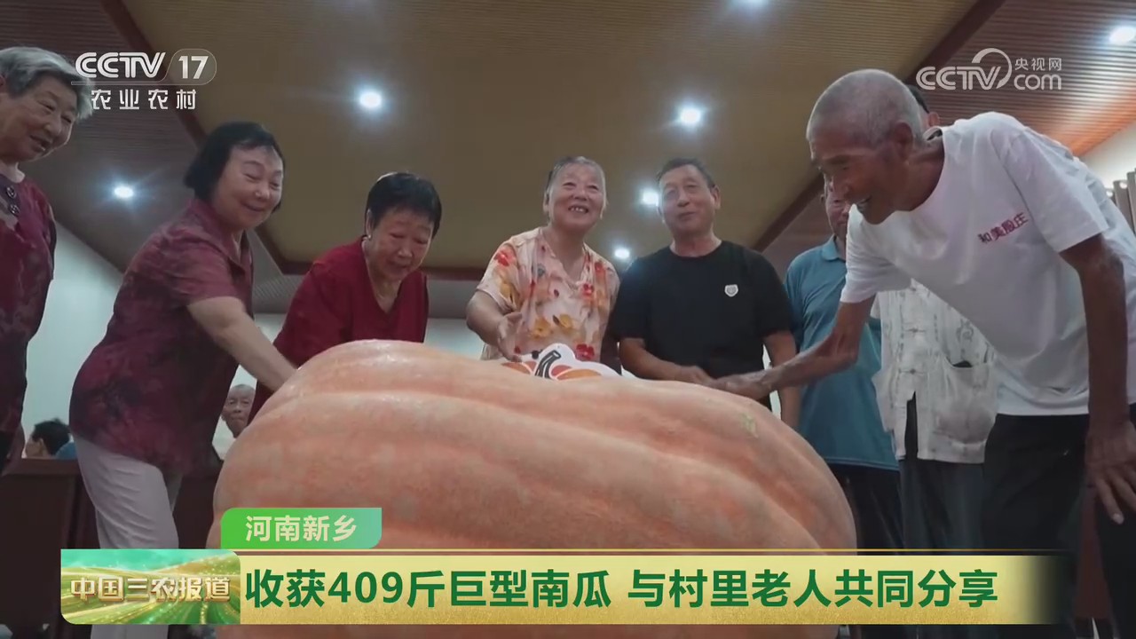 【央视关注河南新乡】收获409斤巨型南瓜 与村里老人共同分享
