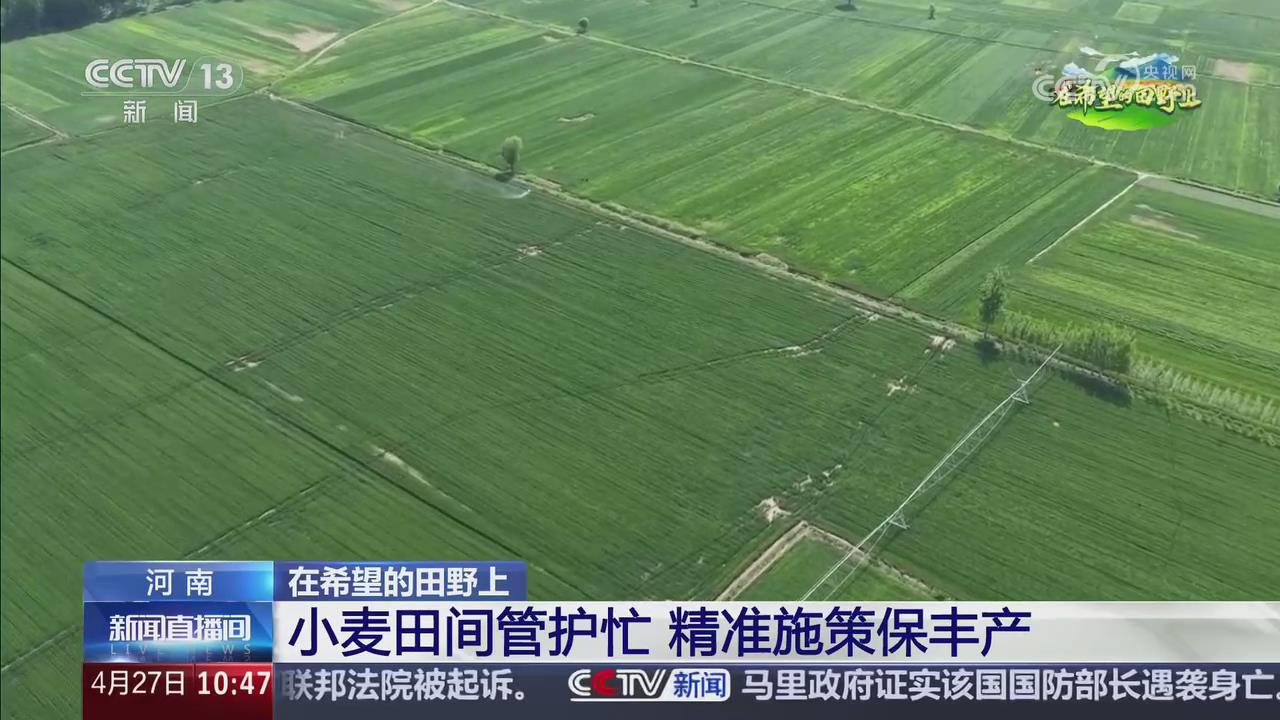 【央視關(guān)注河南】小麥田間管護(hù)忙  精準(zhǔn)施策保豐產(chǎn)