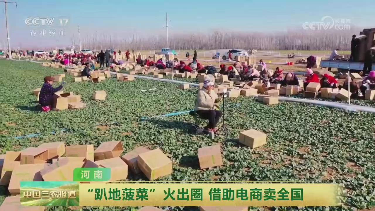 【央視關(guān)注河南】“趴地菠菜”火出圈 借助電商賣全國