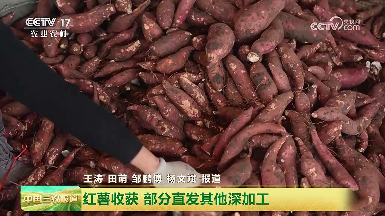 【央視關注河南鄧州】 紅薯收獲 部分直發(fā)其他深加工