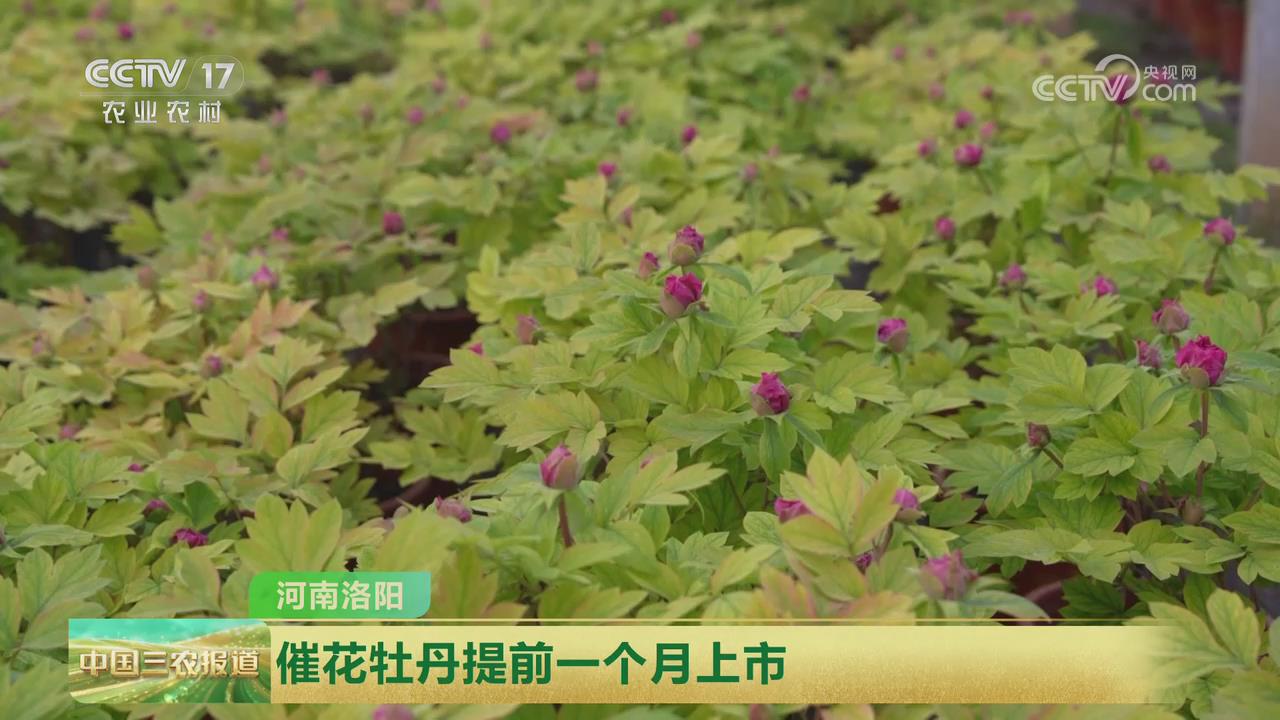 【央視關(guān)注河南洛陽】催花牡丹提前一個月上市