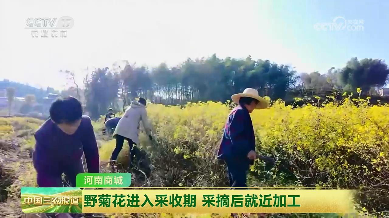 【央視關注河南商城】野菊花進入采收期 采摘后就近加工