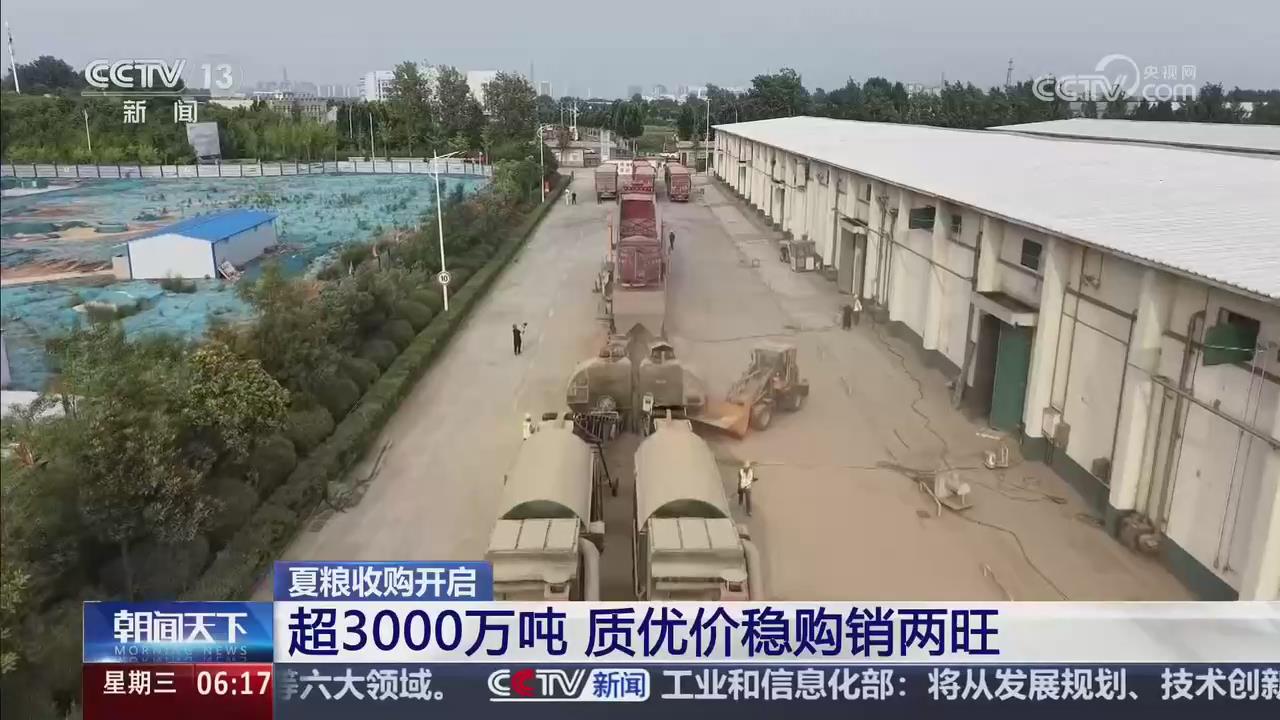 【央视关注河南】夏粮收购开启 质优价稳购销两旺
