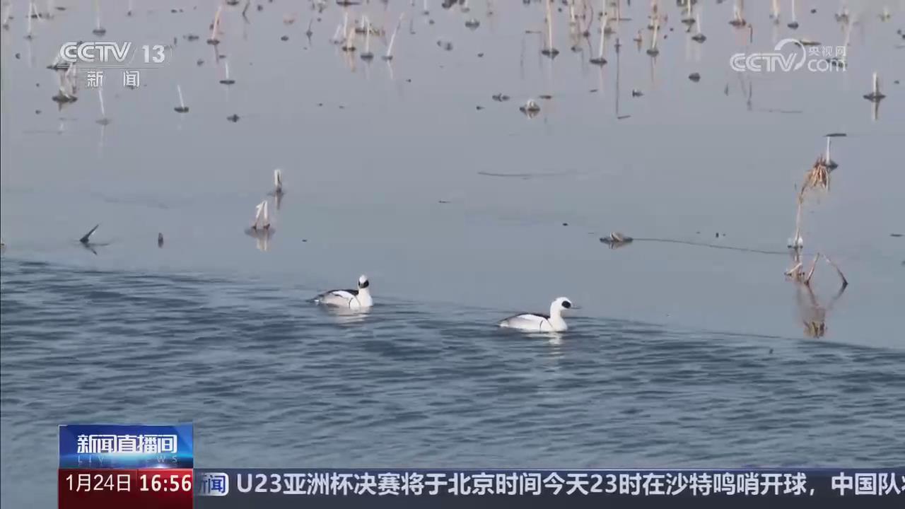 【央視關(guān)注河南周口】淮陽(yáng)首次迎來(lái)斑頭秋沙鴨