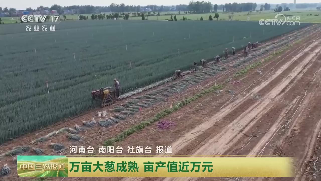 【央视关注河南社旗】万亩大葱成熟 亩产值近万元