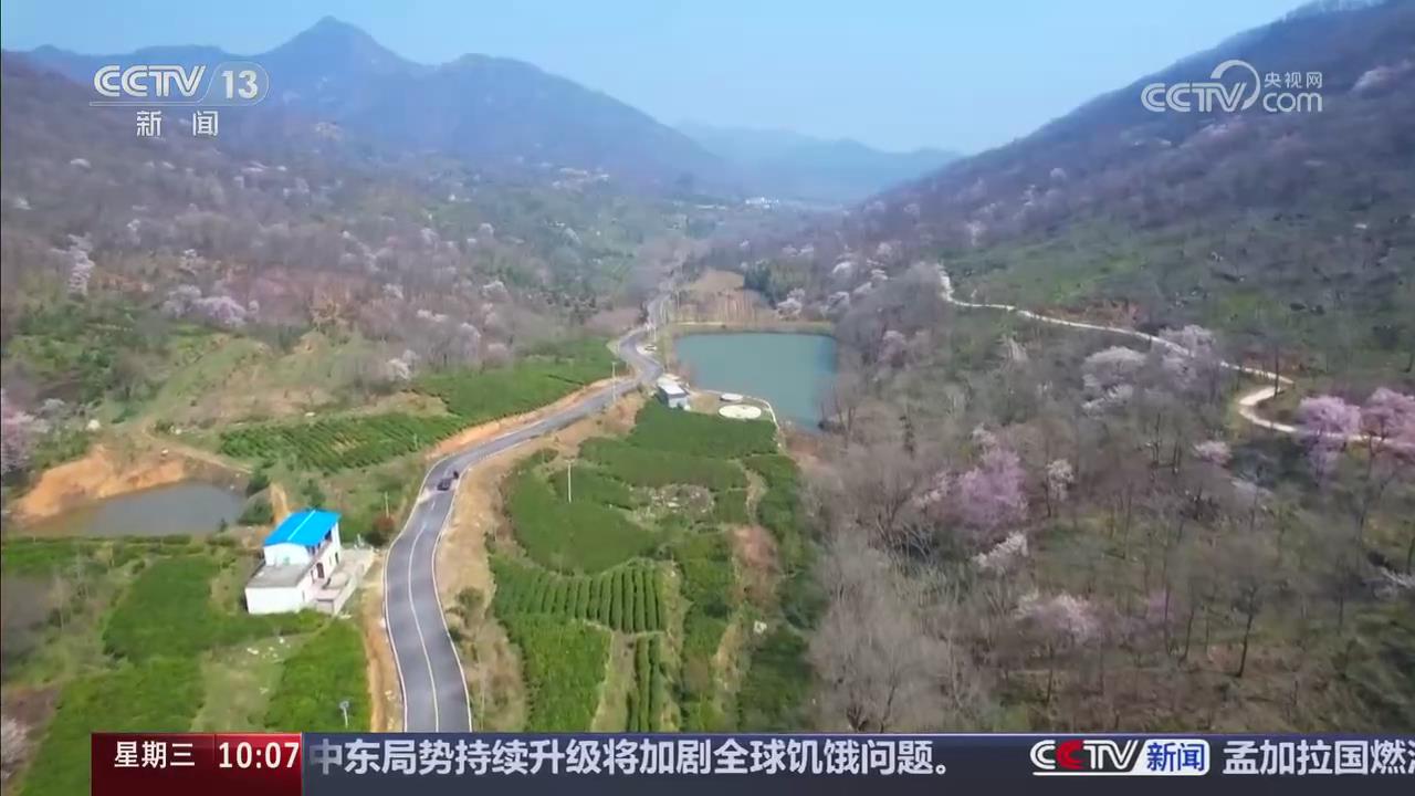 【央視關(guān)注河南桐柏】萬畝野櫻花次第開 茶櫻共生助增收