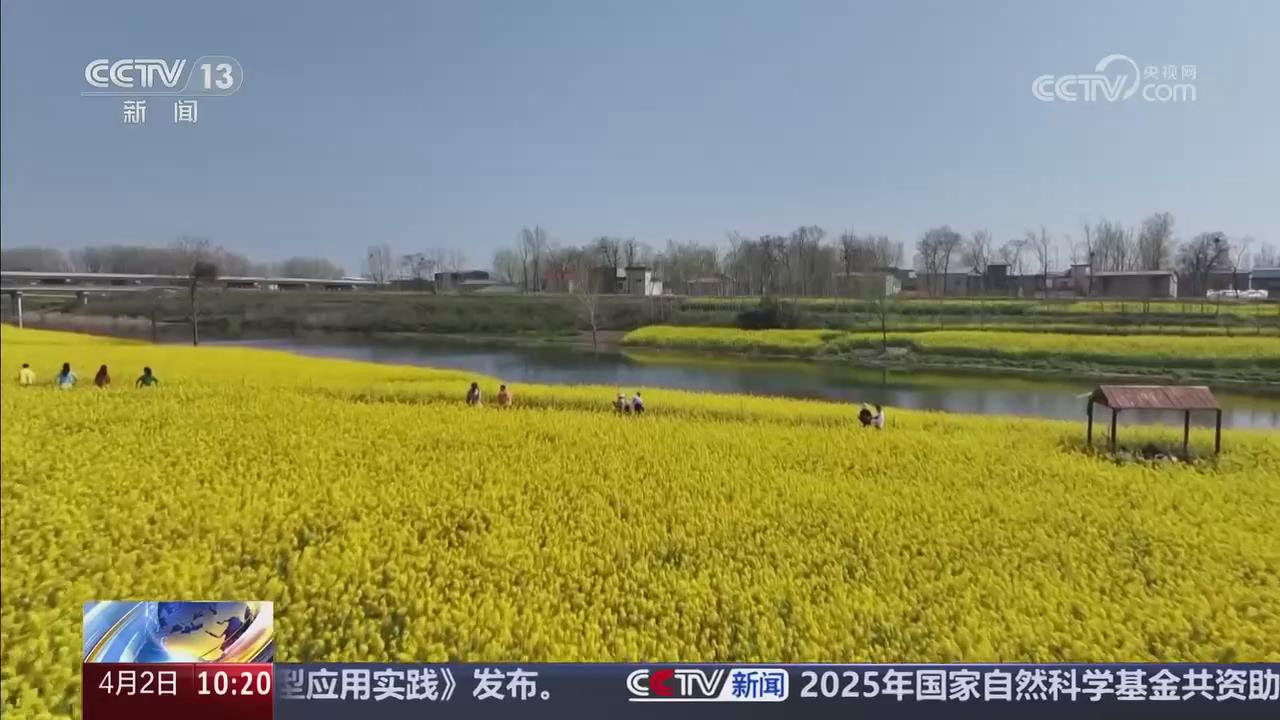 【央視關(guān)注河南漯河】油菜花開(kāi)鋪金毯 踏春賞景醉游人