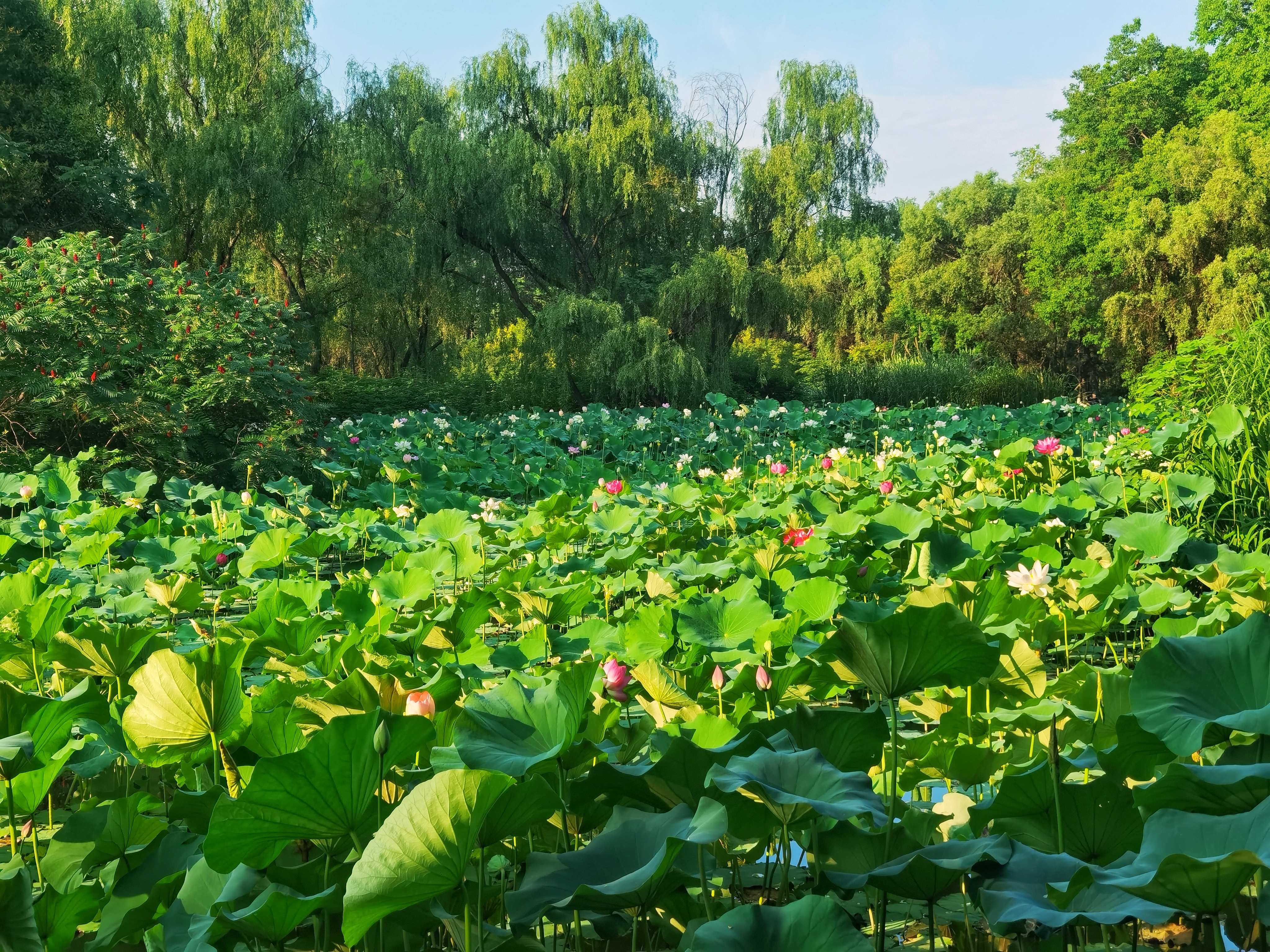 荷花与睡莲竞相绽放,随风轻舞,仿佛低语诉说着夏日的秘密,吸引着人们